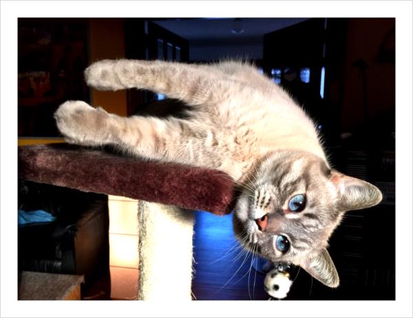 /Images/uploads/Minnesota Spay Neuter Assistance Program/MNSNAP/entries/9477thumb.jpg